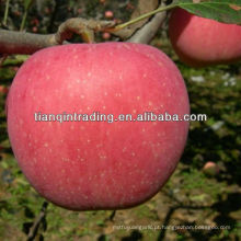 exportador de maçã fresca